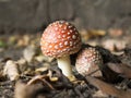 Fly agaric poisonous mushroom, beautiful bright hat with white dots.