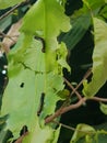 Spodoptera litura injured on young yellow apricot leave.
