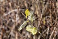 blossom of a willow bush