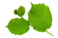Haselnut leaf closeup Royalty Free Stock Photo