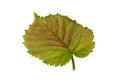 Haselnut leaf closeup Royalty Free Stock Photo