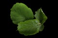 Haselnut leaf closeup Royalty Free Stock Photo