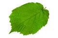 Haselnut leaf closeup Royalty Free Stock Photo