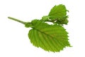 Haselnut leaf closeup Royalty Free Stock Photo