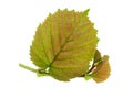 Haselnut leaf closeup Royalty Free Stock Photo