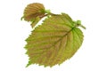 Haselnut leaf closeup Royalty Free Stock Photo