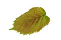 Haselnut leaf closeup Royalty Free Stock Photo