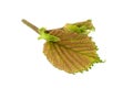 Haselnut leaf closeup Royalty Free Stock Photo