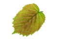 Haselnut leaf closeup Royalty Free Stock Photo