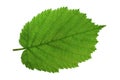 Haselnut leaf closeup Royalty Free Stock Photo