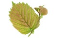 Haselnut leaf closeup Royalty Free Stock Photo