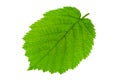 Haselnut leaf closeup Royalty Free Stock Photo