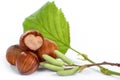 Haselnuts with leaf and catkin Royalty Free Stock Photo