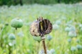 Hashish (papaver) Royalty Free Stock Photo