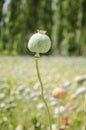 Hashish (papaver) Royalty Free Stock Photo