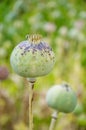 Hashish (papaver) Royalty Free Stock Photo
