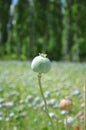 Hashish (poppy)