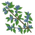 Haskap berries and leaves. Blue sweetberry honeysuckle branch. Lonicera caerulea. Ripe plant. Hand drawn color sketch Royalty Free Stock Photo