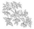 Haskap berries and leaves. Branch of plant. Sweetberry honeysuckle. Lonicera caerulea. Hand drawn line sketch. Vector Royalty Free Stock Photo