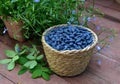 Haskap or honeysuckle berry in the wicker basket on the wooden planks. Su Royalty Free Stock Photo