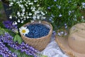 Haskap or honeysuckle berry in the wicker basket on the wooden planks. Royalty Free Stock Photo