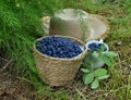 Haskap or honeysuckle berry in the wicker basket on the wooden planks. Royalty Free Stock Photo