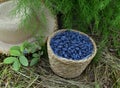 Haskap or honeysuckle berry in the wicker basket on the wooden planks. Royalty Free Stock Photo