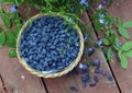 Haskap or honeysuckle berry in the wicker basket on the wooden planks. Royalty Free Stock Photo