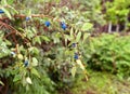 Haskap shrub with ripe blue berry Royalty Free Stock Photo