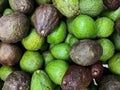 Hass avocado with dark green and green colored, bumpy skin. Persea americana