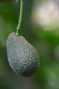 hass avocado hanging on a tree Royalty Free Stock Photo