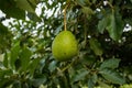 The Hass avocado is a variety of avocado with dark green, bumpy skin.