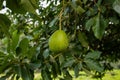 The Hass avocado is a variety of avocado with dark green, bumpy skin.