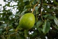Hass Avocados Hanging On a green branches leaves in a tree at Kiambu County Kenya East Africa Royalty Free Stock Photo