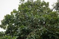 Hass Avocados Hanging On a green branches leaves in a tree at Kiambu County Kenya East Africa Royalty Free Stock Photo