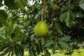 Hass Avocados Hanging On a green branches leaves in a tree at Kiambu County Kenya East Africa Royalty Free Stock Photo