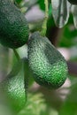 hass avocados hanging on a tree, with sunlight