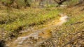 Hassayampa River Preserve Arizona