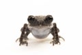 Hasselt\'s toad, Java spadefoot toad, Hasselt\'s litter frog, Leptobrachium hasseltii isolated on white background Royalty Free Stock Photo