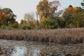 Hastings Lake covered with lily pads and edged by tall grasses and a forest with vibrant fall foliage in Lake Villa, Illinois Royalty Free Stock Photo