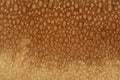 Hat mushroom texture bright natural pattern