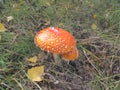 Hat red mushroom. Fly agaric in a forest glade Royalty Free Stock Photo