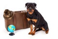 Hat on suitcase, globe and rottweiler dog. Royalty Free Stock Photo