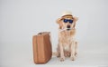 In hat and sunglasses. With suitcase and ticket. Golden retriever is in the studio against white background