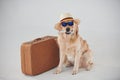 In hat and sunglasses. With suitcase and ticket. Golden retriever is in the studio against white background