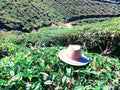 Hat on Tea cultivation at Munnar hills station tea crops in Munnar Kerala Royalty Free Stock Photo