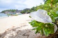 Hat on a tourist beach