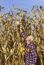 Hat up high, corn are very tall this year