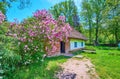 The hata house behind the blooming lilac, Pereiaslav Scansen, Ukraine