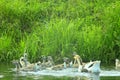 Hatch of young white geese swimming on the water Royalty Free Stock Photo